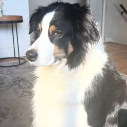 Freya - Australian Shepherd
