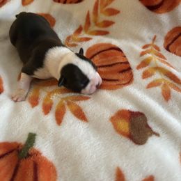 Girl one - Black brindle and white female Boston Terrier puppy in Charleston, West Virginia from Mountain Momma Bostons
