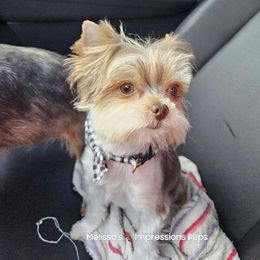 Gizmo - Yorkshire Terrier