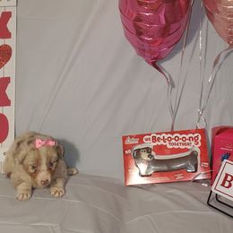 Girl 2 - Australian Shepherd puppy in Cochise County, Arizona from 2Morrows Aussies