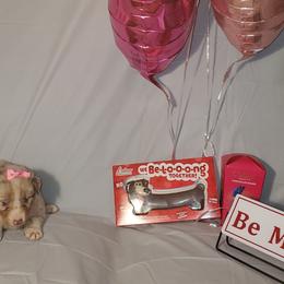 Girl 2 - Australian Shepherd puppy in Cochise County, Arizona from 2Morrows Aussies