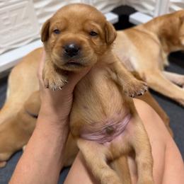 Jinx  Black Collar - Yellow male Labrador Retriever puppy in Elloree, South Carolina from Moonlight Kennels LLC