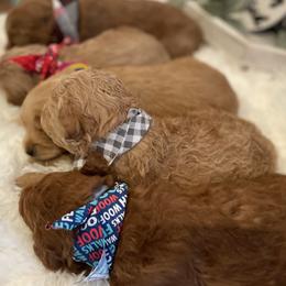 Goldendoodles from Red Canyon Doodles