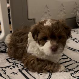 Red and White Male - Red male Havanese puppy in Monahans, Texas from Homeward Havanese, LLC