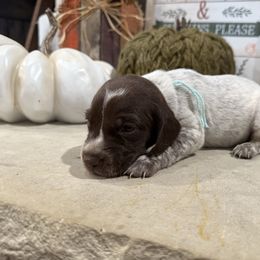 Teal - Liver and white female German Shorthaired Pointer puppy in Huntington, Texas from B&B GSP’S