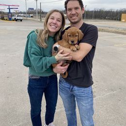 Golden Retriever Puppies from Red MAX Golden Retrievers