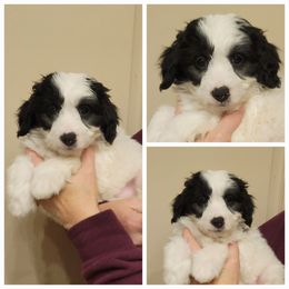 Girl 1 - Parti female Golden Aussiedoodle puppy in Collinston, Utah from Country Sunshine