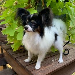 Jetson - Papillon