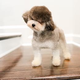 Libby Lu - Poodle