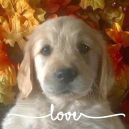 Golden Retriever Puppies from Golden Meadows of Utah