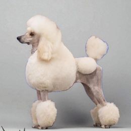 Gracie - Poodle