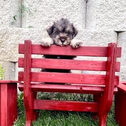 Miniature Schnauzer Puppies from Schnauzers on Robinson Lane