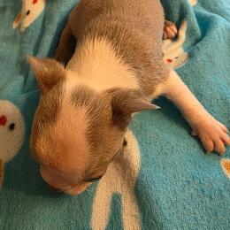 Dixie - Lilac female Boston Terrier puppy in Manchester, Iowa from Stogdill's Baby Bullies