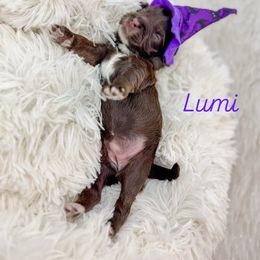 Lumi - Chocolate female Australian Labradoodle puppy in Redding, California from Shasta Royal Monroe Puppies
