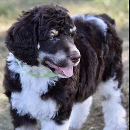 Bernedoodle, Goldendoodle, Poodle, and Sheepadoodle Puppies from Kerr Kanine Ranch