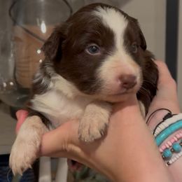 Gunner - White and red male Border Collie puppy in North Lakeport, California from Wild Rose Ranch