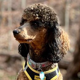 Mocha - Poodle