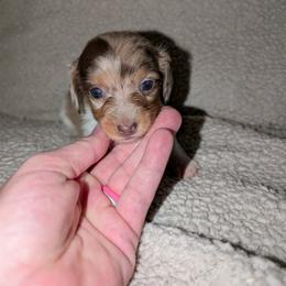 Buster - Dapple male Dachshund puppy in Maynardville, Tennessee from J&M Southern Dachshunds