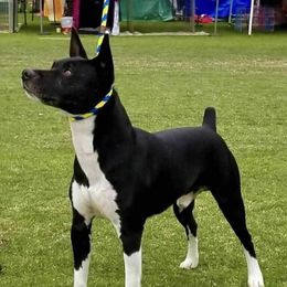 Floyd - Rat Terrier