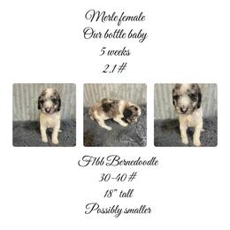Tiny Merle girl - Merle female Bernedoodle puppy in Clarksville, Iowa from Iowa Heartland Doodles
