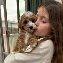 Olive girl - Red  female Goldendoodle puppy in Rio Linda, California from Plush Doodles