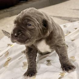 Purple - Blue female Neapolitan Mastiff puppy in Ramona, California from San Diego Mastiff