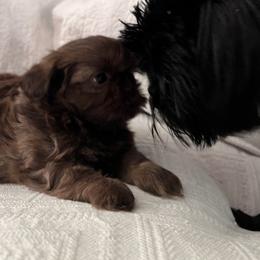 Shih Tzu Puppies from Jodi’s Shihtzus