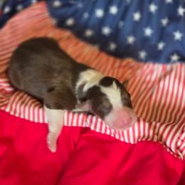Valor - Tri-color male Border Collie puppy in Watsontown, Pennsylvania from Kate Gresham