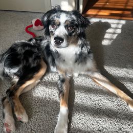 Azula - Blue merle female Miniature Australian Shepherd puppy in Groveland, Florida from Fuller’s Fluffy Friends