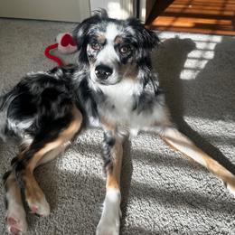 Azula - Blue merle female Miniature Australian Shepherd puppy in Groveland, Florida from Fuller’s Fluffy Friends
