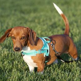 Dachshunds from Lucy’s Dachshund Home