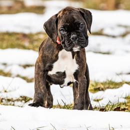 Puppy 3 - Brindle male Boxer puppy in Perry, Michigan from Boxer Boulevard