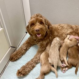 Australian Labradoodle Puppies from Salona Australian Labradoodles