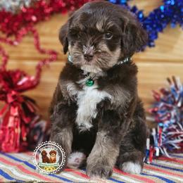Reeses - Tri-color male Bernedoodle puppy in Salem, Missouri from Meadowbrook Poodles