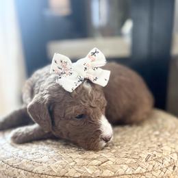 Hazel - Red  female Goldendoodle puppy in S AI Nt John, Indiana from Lulu's Goldendoodles