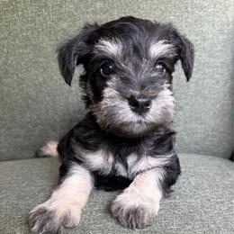 Magnum - AKC - Gray Collar - Black and silver male Miniature Schnauzer puppy in Wheeler, Wisconsin from Sue’s Miniature Schnauzers