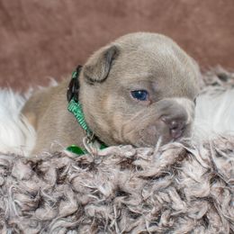 French Bulldog Puppies from NC French Kiss-A-Bulls
