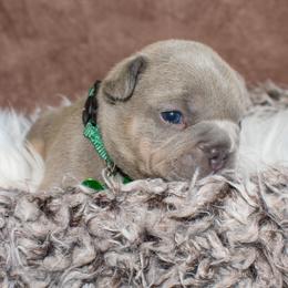 French Bulldog Puppies from NC French Kiss-A-Bulls