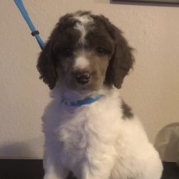 Poodle Puppies from 406 Poodles