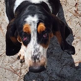 Elvis - Basset Hound