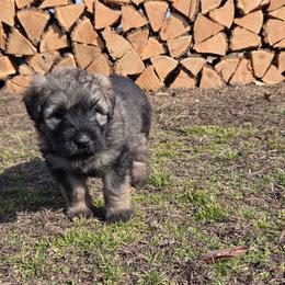 Chestnut - Fawn female Bouvier des Flandres puppy in Drury, Missouri from Black Bears Critters