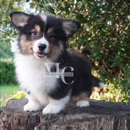 Twill (Tri Fluff Male w Tail) - Black and tan male American Corgi puppy in Straughn, Alabama from Magnolia Creek Corgis