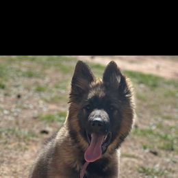 German Shepherd Puppies from Astral Kennels