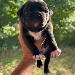 Green Collar - Black male Pug puppy in Belmont, New Hampshire from Crazy Pugs Haven
