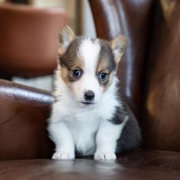 Tobi - Black and tan male Pembroke Welsh Corgi puppy in Manchester, Kentucky from Riverside Corgis