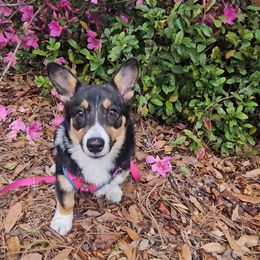 Pembroke Welsh Corgi Puppies from McMillion Corgis