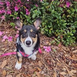 Pembroke Welsh Corgi Puppies from McMillion Corgis