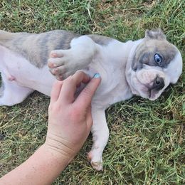 Boy 3 - Red male Boston Terrier puppy in Sulphur Springs, Texas from B&B Bostons