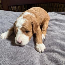 Mickey - Red  male Goldendoodle puppy in Murrieta Ca, California from Gloria's Goldendoodles