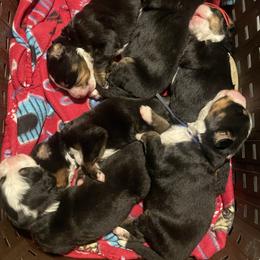 Girl 4 - Tri-color female Bernese Mountain Dog puppy in Rochester, New Hampshire from Stick House Bernese